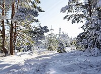 Зимовий ліс на околиці с. Шульгівка (Дніпропетровщина)