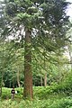 Foliage and trunk of a Spanish fir