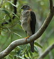 Collared sparrowhawk