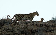 Kgalagadi National Park, South Africa (3187484056).jpg