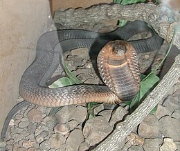 Egyiptomi kobra (Naja haje)