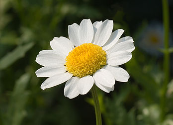 Na marguita (Leucanthemum paludosum), de la famelye de les Asteraceae. (veré dèfenicion 2 433 × 1 757*)