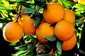 Kozan'ın sembolü Kozan portakalı