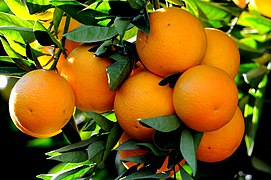 Citrus sinensis (« Orange douce »)