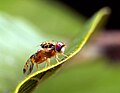 Ceratitis capitata, "musca de fructe mediteraneană"