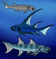 デボン紀の棘魚類の復元図