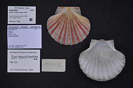 Pecten fumatus