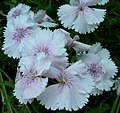 White cultivar of Dianthus barbatus