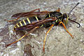 P. fuscatus from Quebec with yellow abdominal spots and stripes and no red markings