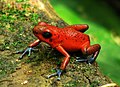 Strawberry poison-dart frog in Tortuguero Volcano.