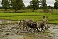 Yugo y bueyes para arar un arrozal, India