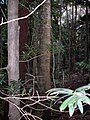 Podocarpus elatus (en primer plano a la izquierda) y el tronco de Symplocos stawellii, Nueva Gales del Sur