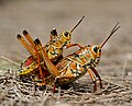 Romalea guttata mating, by Tomfriedel