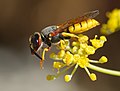 Philanthus triangulum, by Alvesgaspar