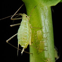 Zirņu laputs (Acyrthosiphon pisum)