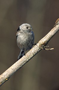 Skandinavia formo, Plenkreskulo