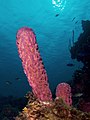 Image 9 Aplysina archeri Photograph: Nick Hobgood Aplysina archeri is a species of sponge that has long tube-like structures of cylindrical shape. Many tubes are attached to one particular part of the organism; a single tube can grow up to 5 feet (1.5 m) high and 3 inches (7.6 cm) thick. These sponges mostly live in the Atlantic Ocean. These filter feeders eat food such as plankton or suspended detritus as it passes them. More selected pictures