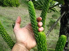 Description de l'image Araucaria rulei.JPG.