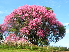 Pullokapokkipuu (Ceiba speciosa)