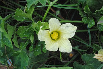 Female flower at anthesis