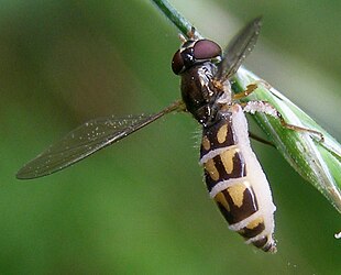 En svirreflueart (Melanostoma scalare), dræbt af Flueskimmel. Foto: Tristram Brelstaff