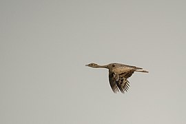 Femella de sisó emplomallat volant en Rajasthan