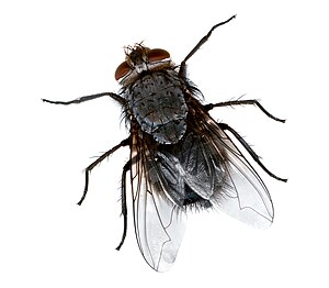 (Calliphora spec.)