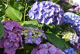 Hortensia bleu