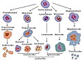 Hematopoeza krvnih ćelija