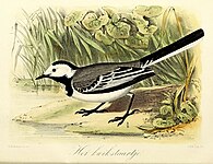 Het kwikstaartje (1869), John Gerrard Keulemans