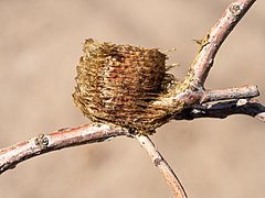 Chinese mantis ootheca