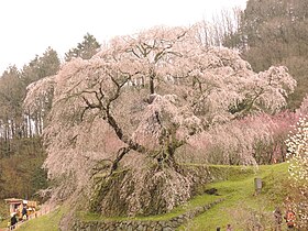 又兵衛桜