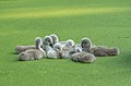 Image 12Mute swan cygnet pontoon on a duckweed-covered pond