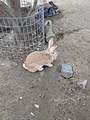 Palomino rabbit