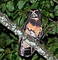 Tawny-browed owl