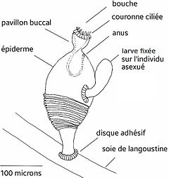 Description de l'image Symbion pandora wikipedia.jpg.