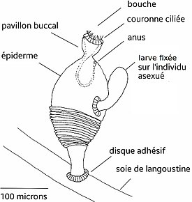 Symbion pandora