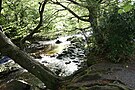 Tollymore Forest Park i Nord-Irland benyttes i skogscenene i nord.