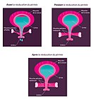 Vor, während und nach dem Training des tiefen und oberflächlichen perinealen Muskel- und Bindegewebsraumes.