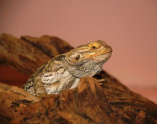 Un dragon barbu (Pogona vitticeps) au parc zoologique national de Washington (États-Unis). (définition réelle 3 285 × 2 592)