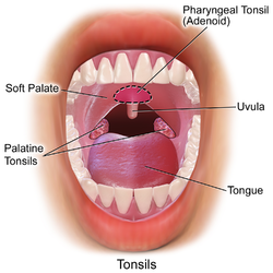 Tonsils and adenoid.