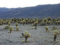 Um campo de cactos "cholla".