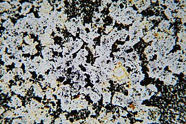 Cordierit-Magnetit-Hornfels, Vogelsberg. Dünnschliff, LPL