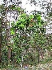 Sara indica, Jardin botanique de la reine Sirikit, Thaïlande