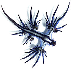 Description de l'image Glaucus atlanticus 1 cropped.jpg.