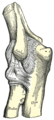 לינק עלנבויגן-געלענק, showing posterior and radial collateral ligaments.