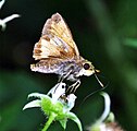 Adult, ventral view of wings.