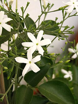 Jasminum azoricum em floração.