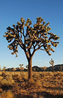 Jošuino drvo, primjer kserofitnog stabla