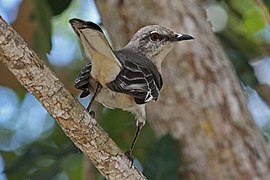 Moqueur polyglotte (Mimus polyglottos)